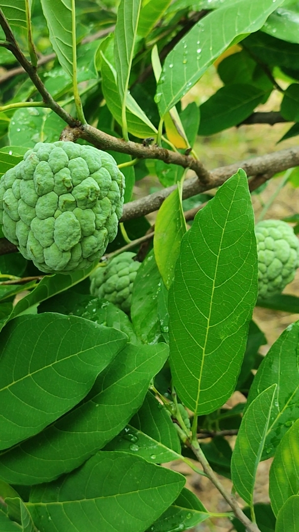 O jardim