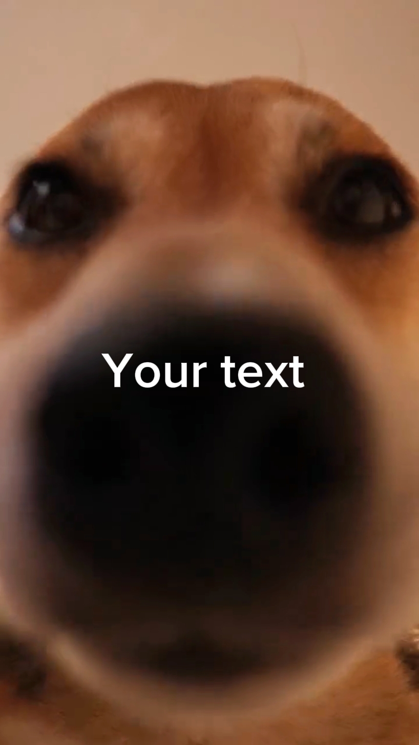 Meme de perro