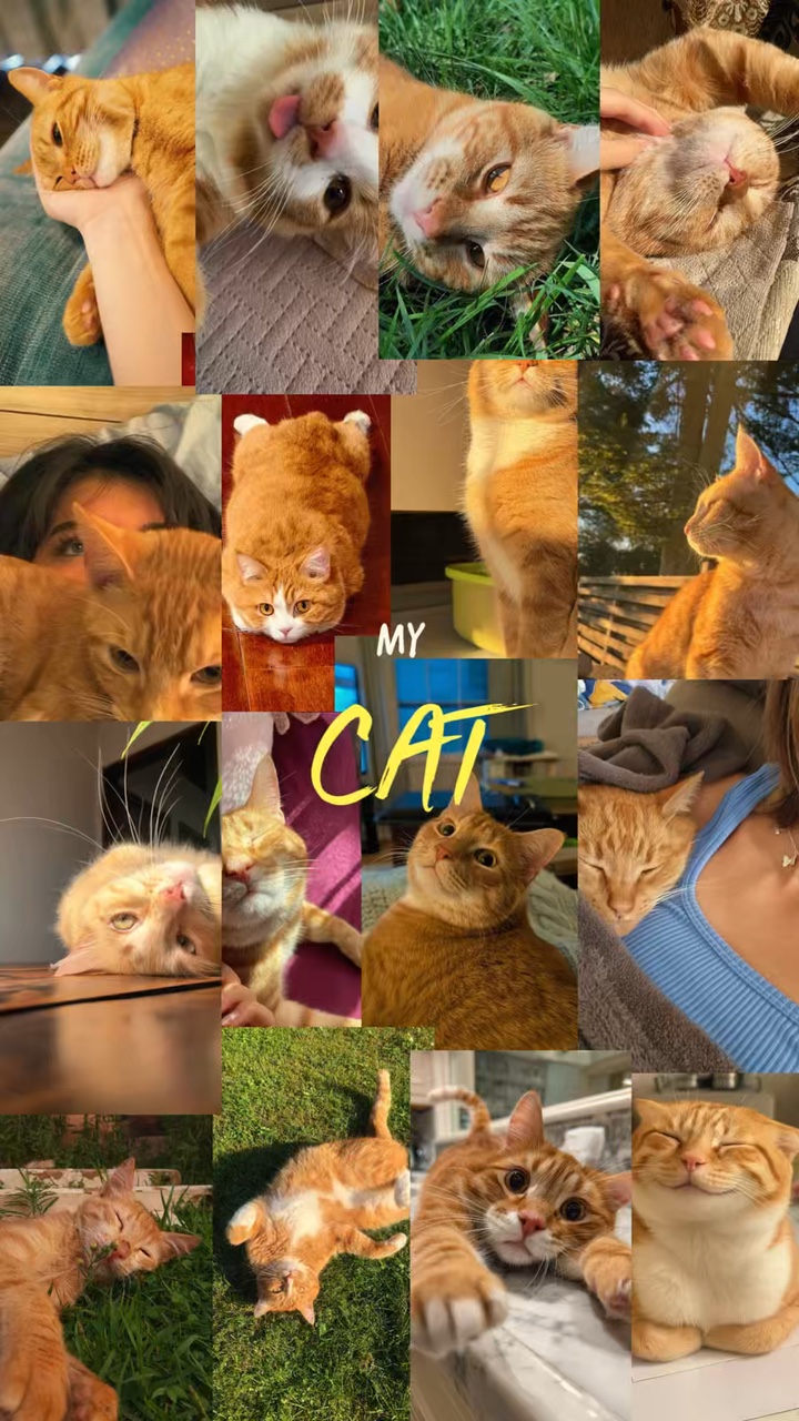My cat moments