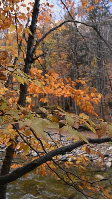 Hello autumn