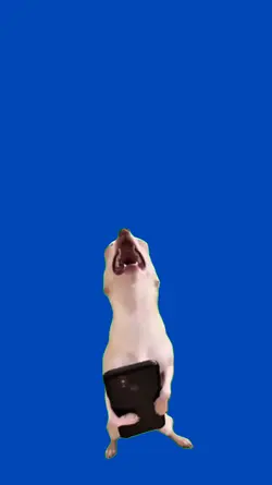 Chihuahua riendo 