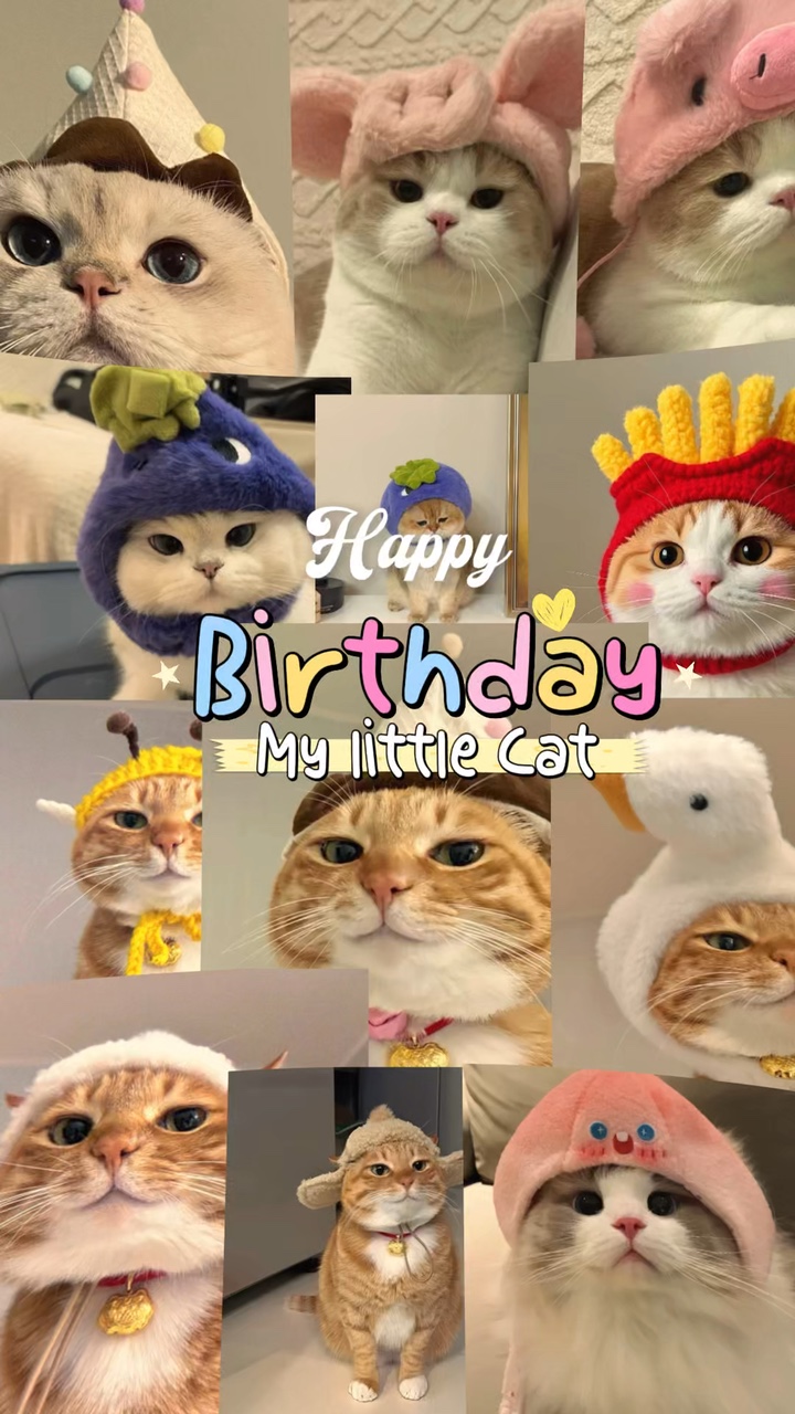 Geburtstag meine Katze