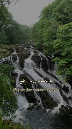 🌊🌳