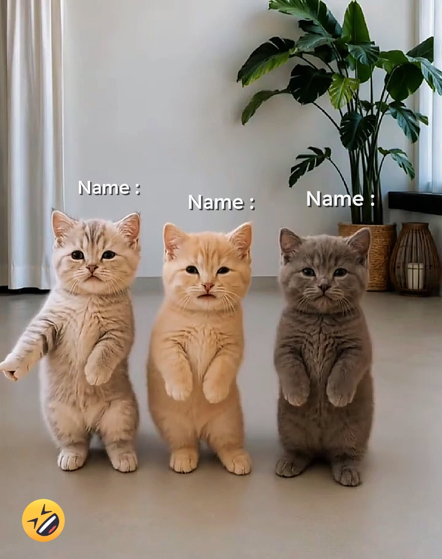 Tendência do gato dançante 