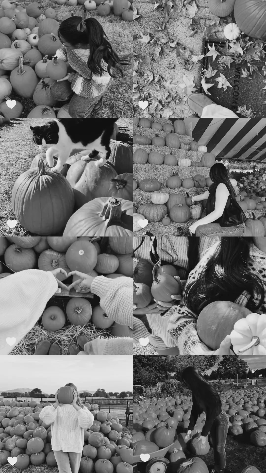 PHOTOS POMPKIN PATCH 