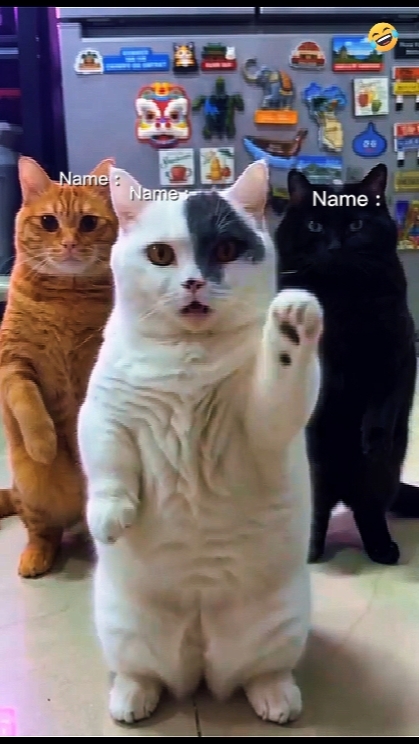 Dancing Cat Trend 