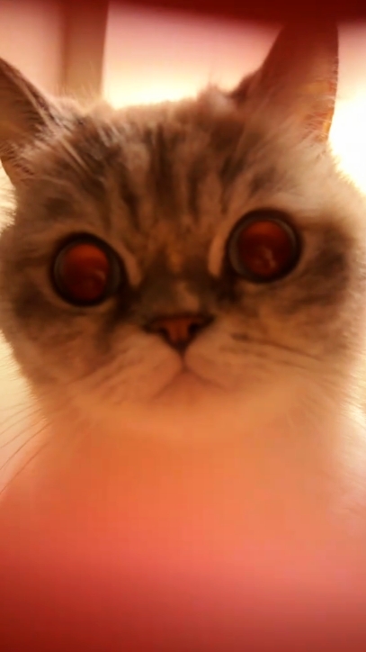 Gato de tendencia de ojos oceánicos