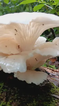 mushie straight talk