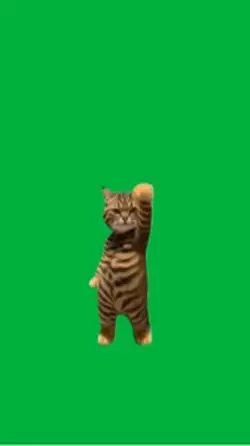 Cat dancing 