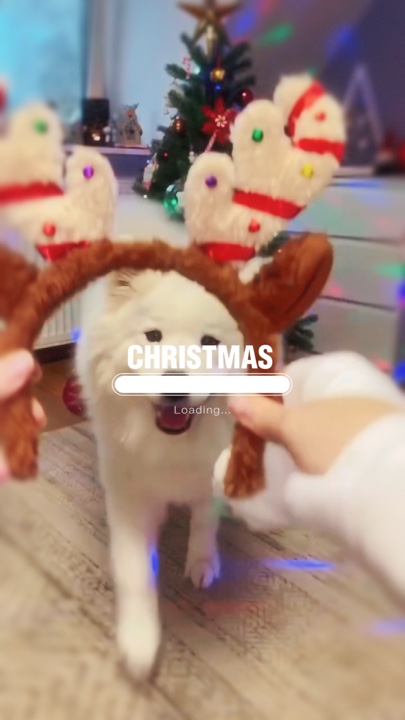 Animal de estimação de natal