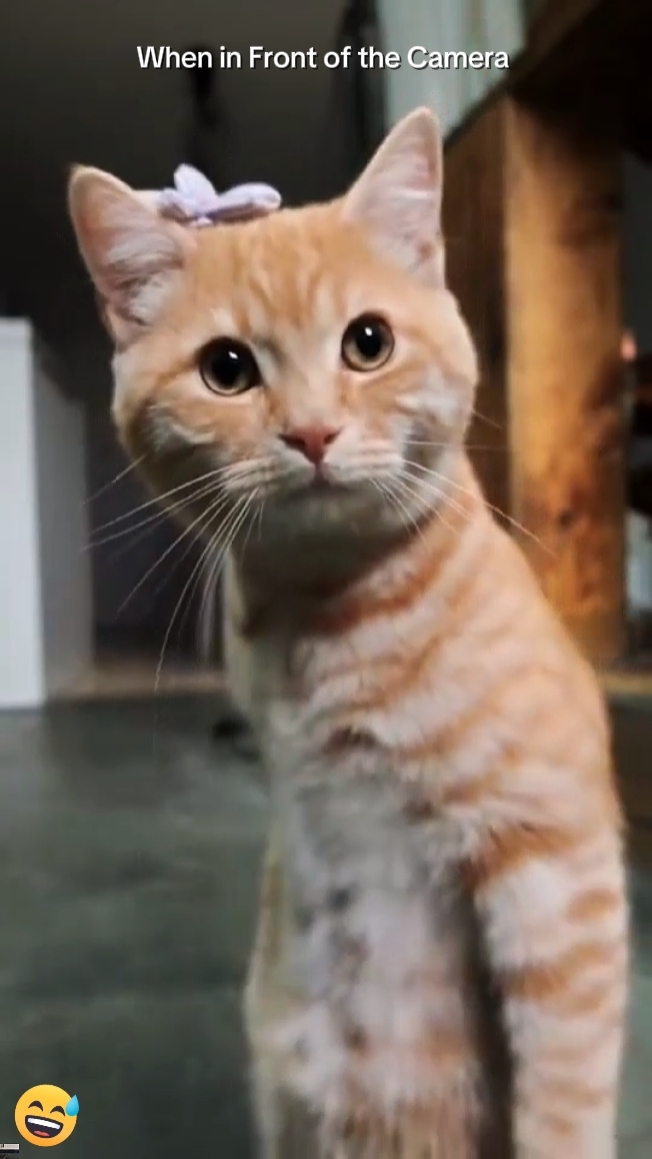 Cat Trend 