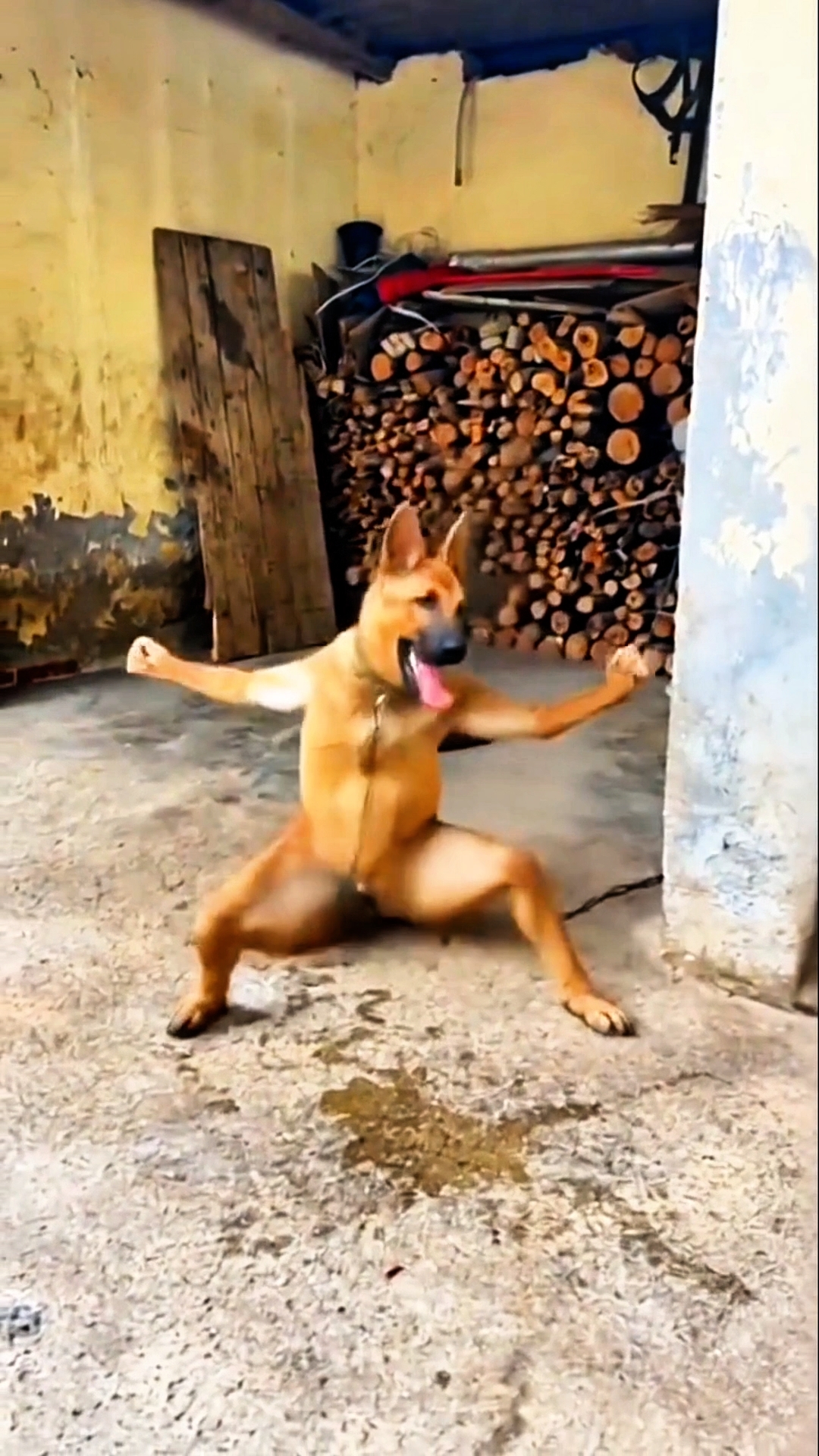 GÉP HÁI BALA 