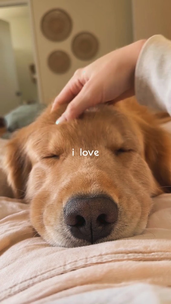 je t'aime chien