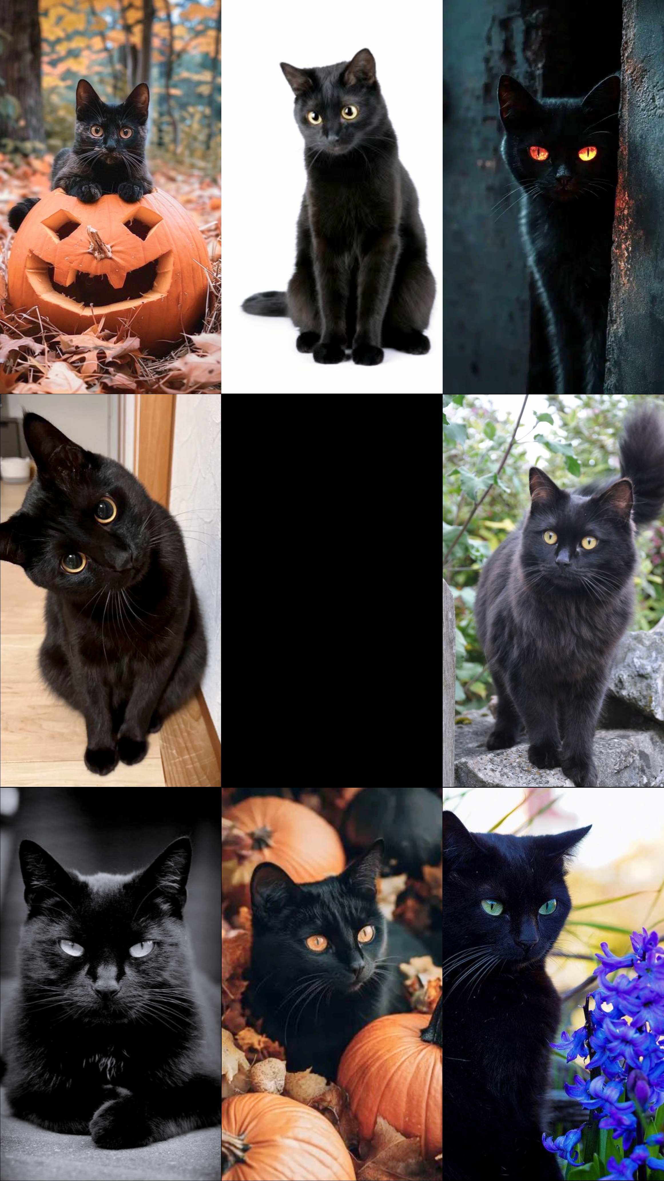 Nationale Schwarze Katze 
