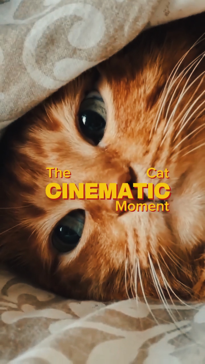 Momento cinematográfico del gato