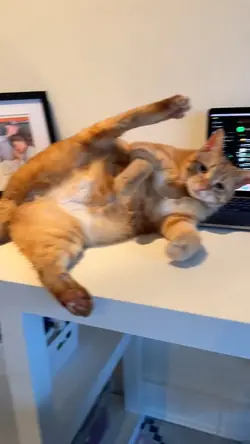 orange cat mentality