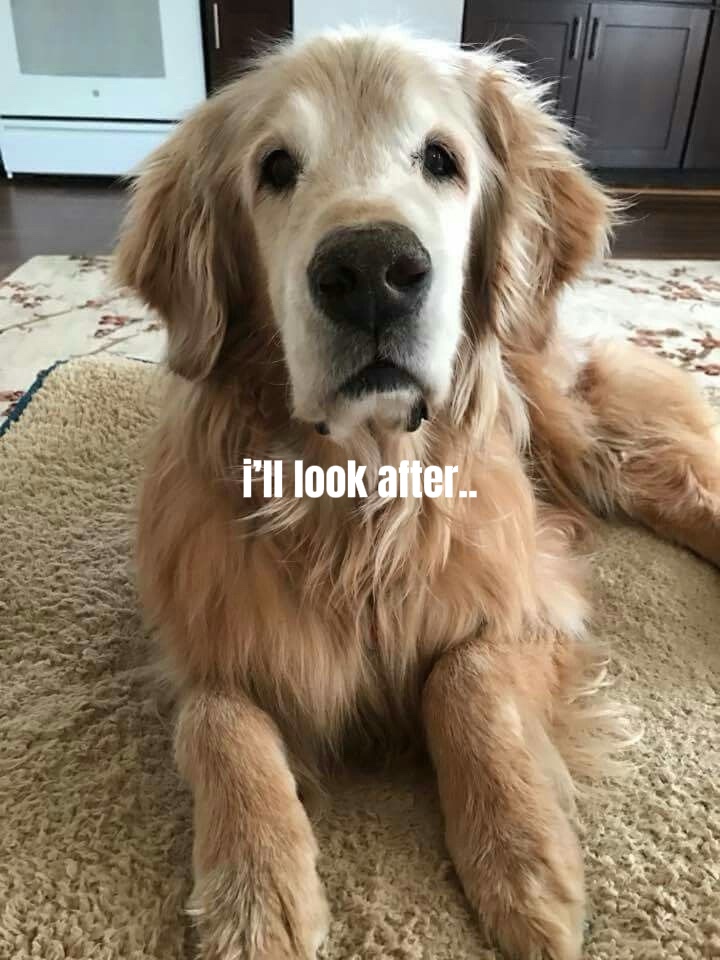 köpek yavrusu şablonu💗