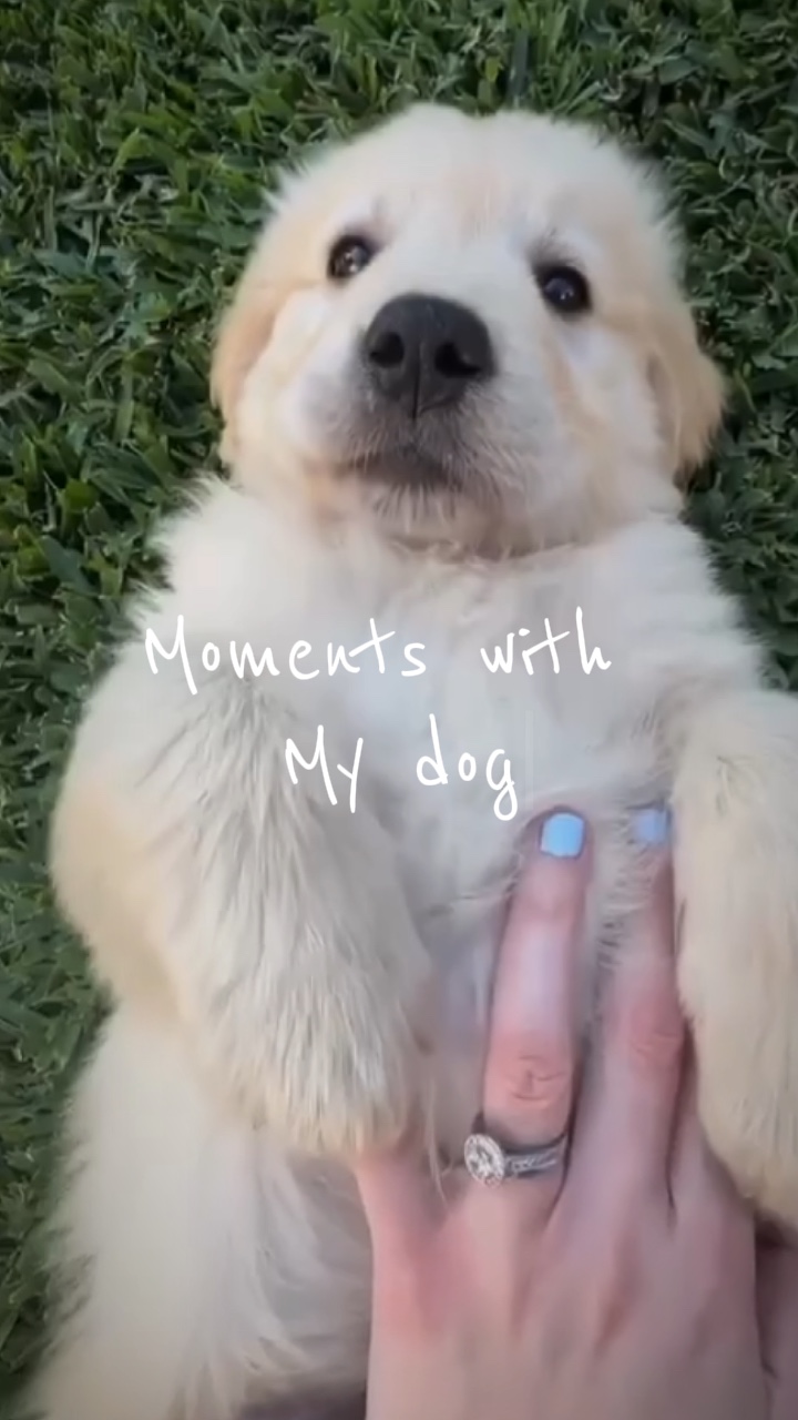 Mejor amigo del perro 