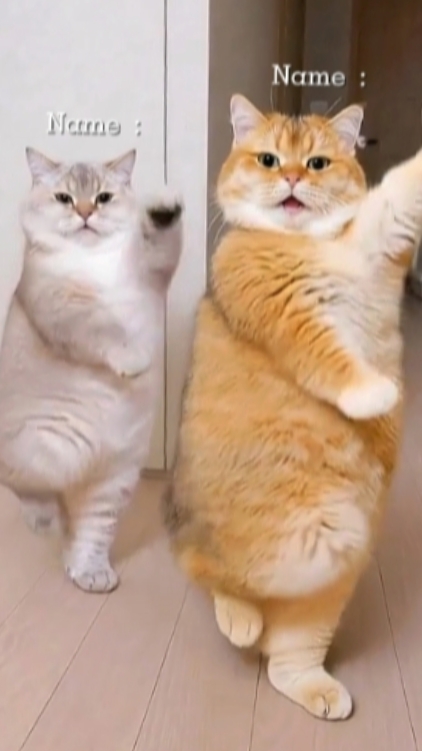 Chat de danse drôle. 