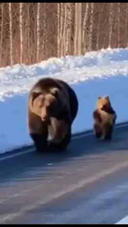 jalan pacar beruang