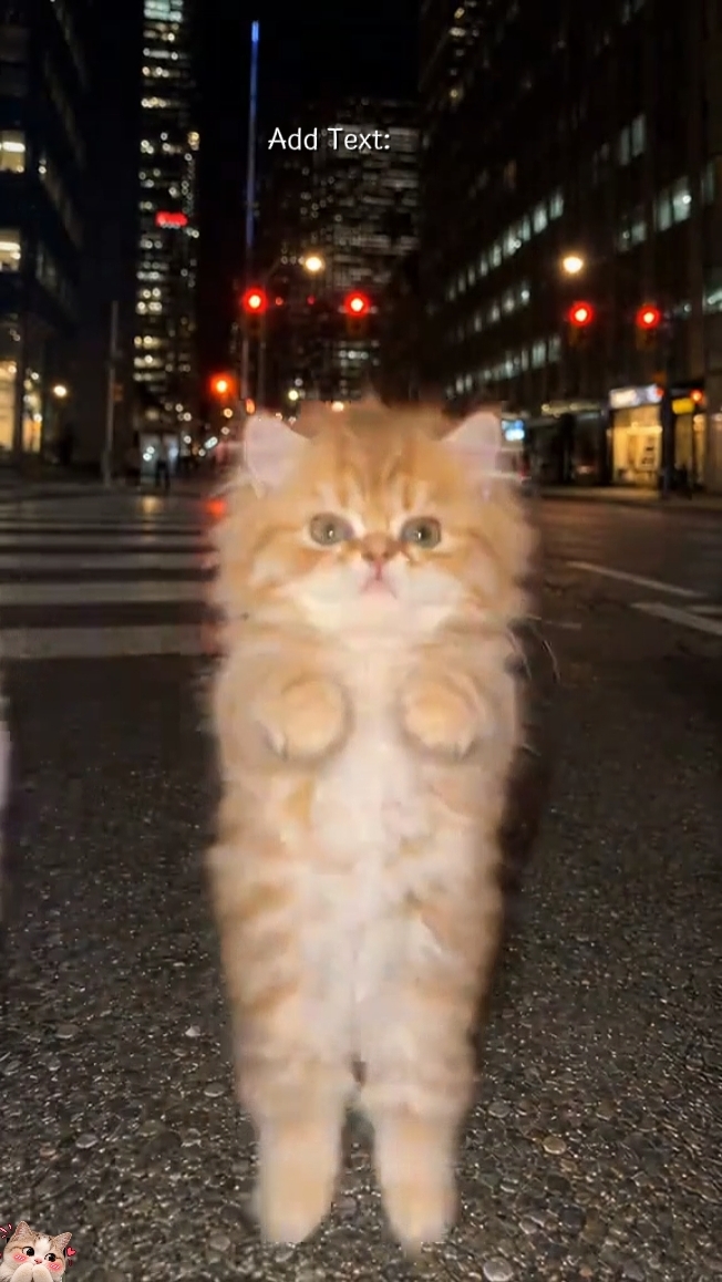 Gato de baile divertido 