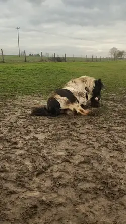 Race cob π
