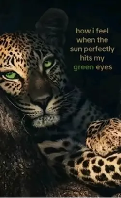 Eyes