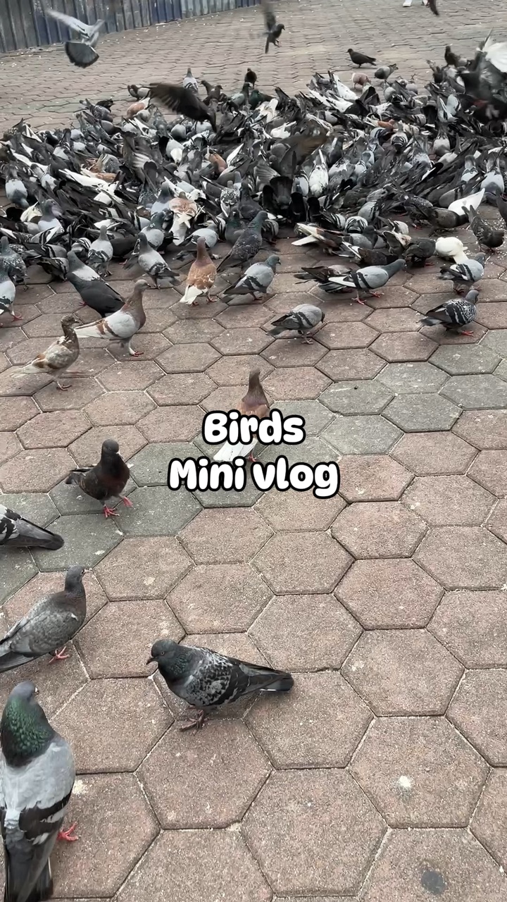 Mini Vlog De Pássaros