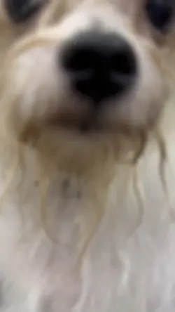 Dog Groomer Template