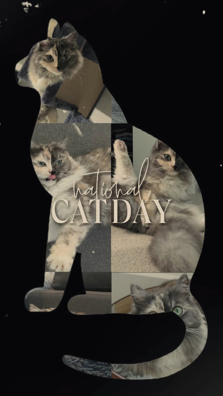 Katzentag 🐱🐱