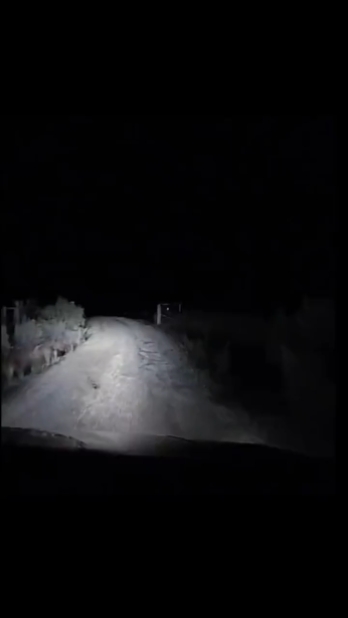 Canguru no carro