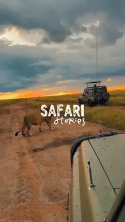 safari stories
