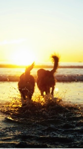 Mein Hund