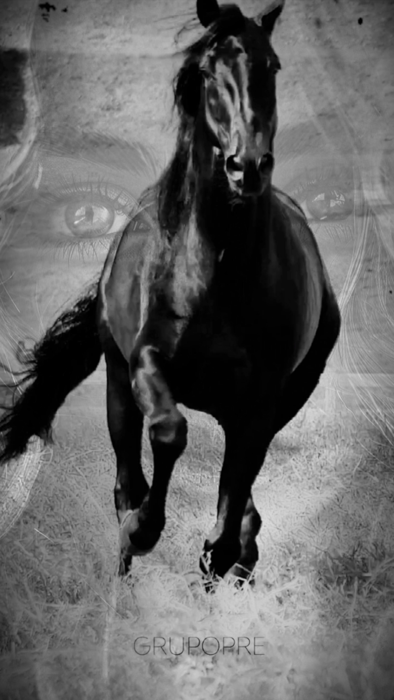 LOVE OF HORSES