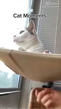 Cat Moments