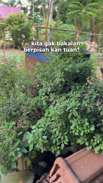 KITA PISAH TUAN