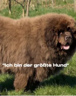Der größte Hund…