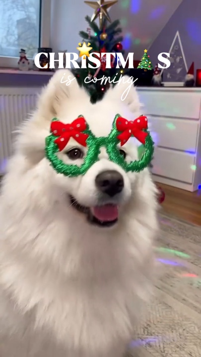 Animal de estimação de natal