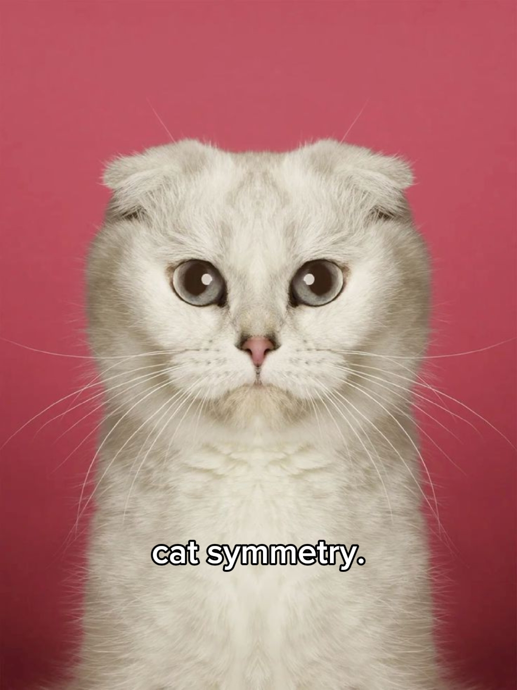 symétrie du chat 