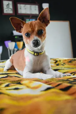 Small but adorable