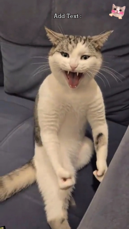 Trend Cat.? 