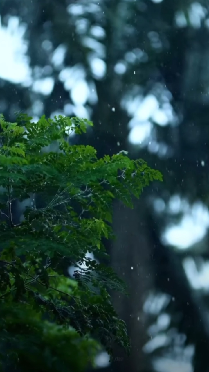 4 videos de sonido de lluvia