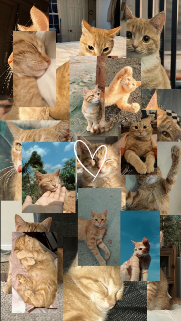 Cat's Moment