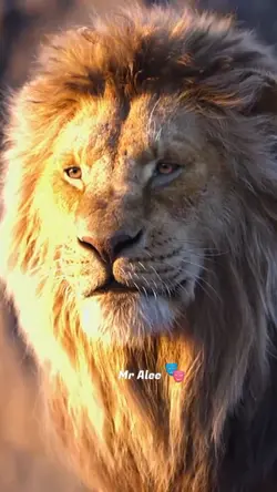 Lion Transformation 