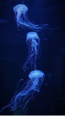 NGƯỜI MƯỢN CỚ