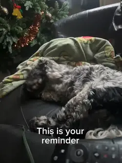 Furball
