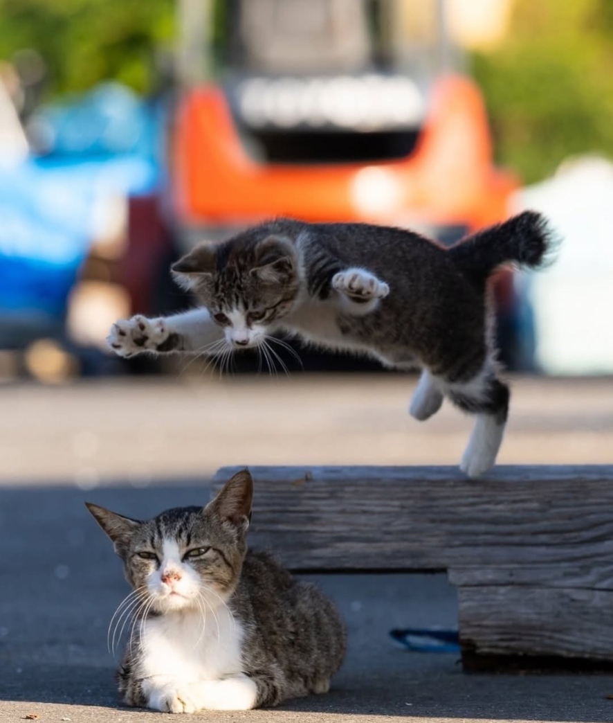 Der Übergang der Katze 