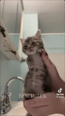 cat doing tyla dance