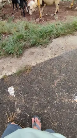 mending ngukut domba