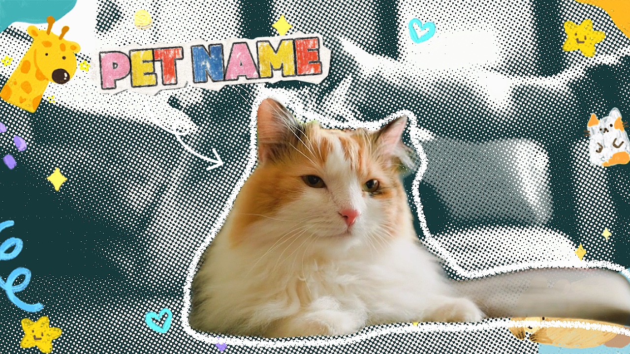 INTRO PET